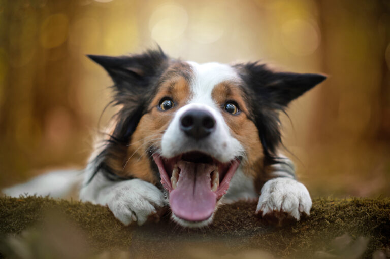 Köpekler strese bağlı nefes değişikliklerini ve terlemeyi algılayabiliyor