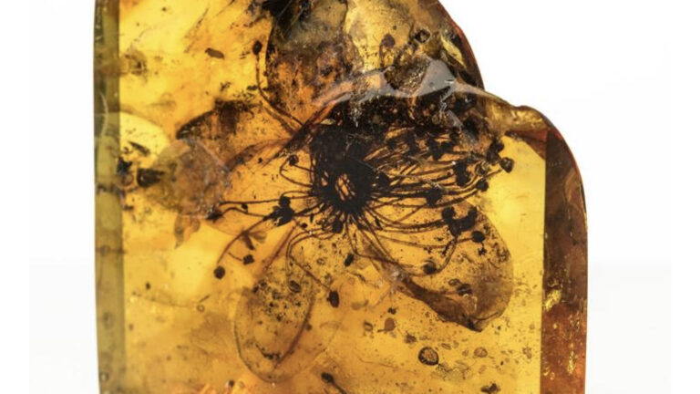Kehribar içinde bulunan en büyük çiçek fosili yaklaşık 40 milyon yaşında