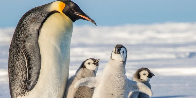 Bilim insanları, Antarktika’da yeni bir imparator penguen kolonisi keşfetti