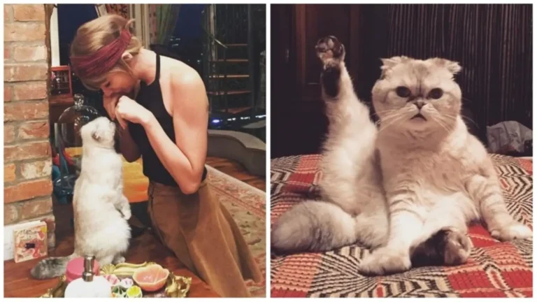 Taylor Swift’in kedisi dünyanın en zengin üçüncü evcil hayvanı oldu