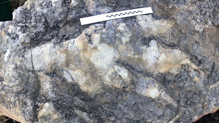 İngiltere’de bir metrelik dinozor ayak izi bulundu
