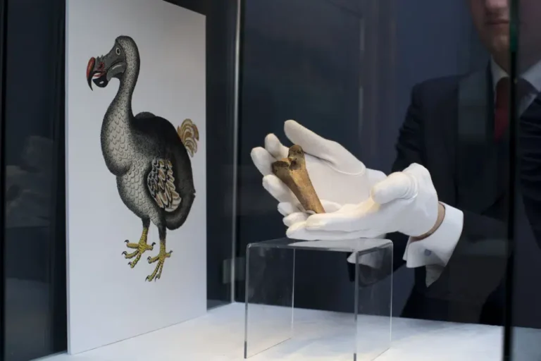 Bilim insanları 500 yıl önce nesli tükenen dodo kuşunu diriltmeye çalışıyor