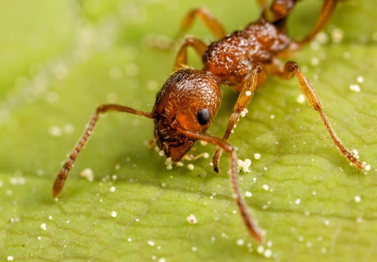 Kanseri koklayabilen karıncalar hastalıkların teşhisinde kullanılabilir