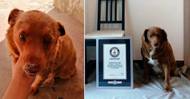 Şimdiye kadarki en yaşlı köpek rekorunu kırdı