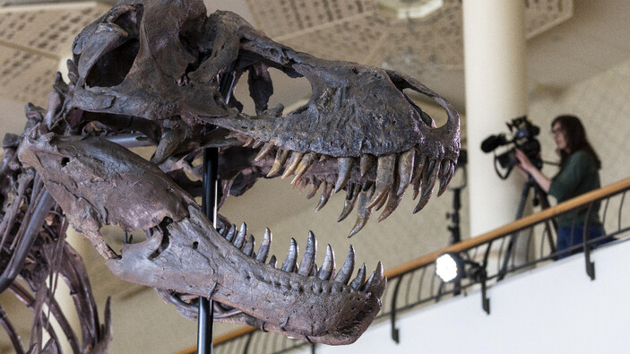 İsviçre’de dev dinozor iskeleti açık artırmayla satılacak