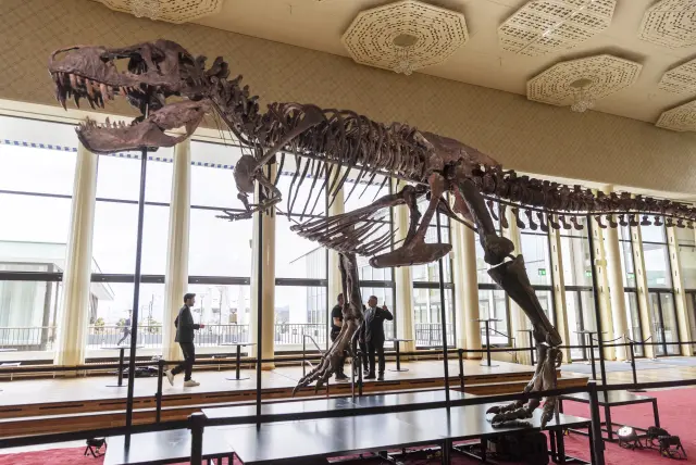 T-Rex cinsi dinozor iskeleti, 6 milyon dolardan fazlaya alıcı buldu