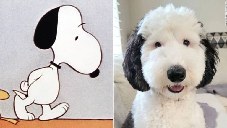 Bayley isimli köpek, Snoopy’ye benzerliği nedeniyle viral oldu